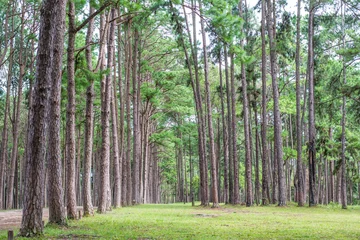 Foto auf Acrylglas Bäume Pine trees plantation (suanson-boekaew) in Chiang Mai, Thailand  © petcharapj