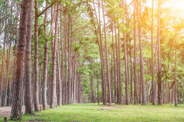 Fototapeta premium Pine trees plantation (suanson-boekaew) in Chiang Mai, Thailand
