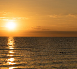 Obraz premium Sonnenaufgang und Möwe