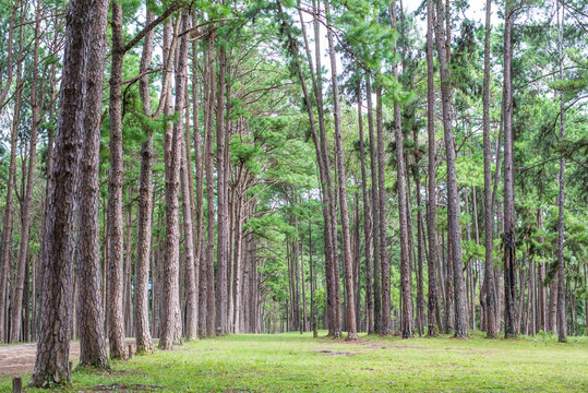 Pine trees plantation (suanson-boekaew) in Chiang Mai, Thailand