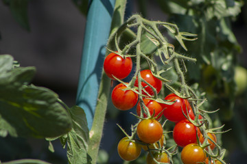 Cherrytomaten aus dem eigenem Garten