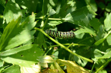 Schwalbenschwanz, Raupe 