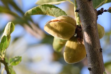Mediterranean forest North Cyprus