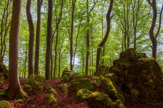 Spring forest green landscape with rocks in bavaria germany