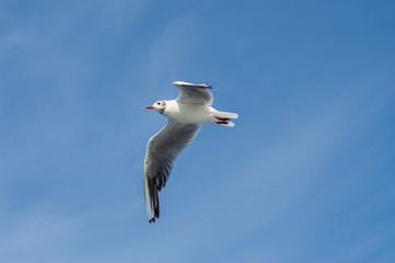 Goeland flying with wings spread from below