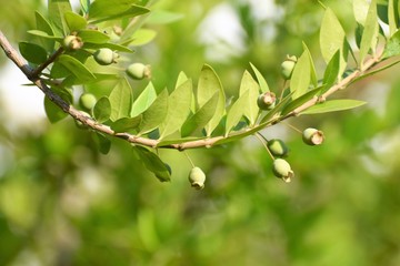 Mediterranean forest North Cyprus