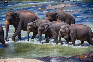 Fototapeta na wymiar herd of elephants walking along the river