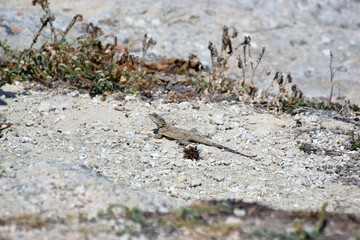 wild lizard Cyprus