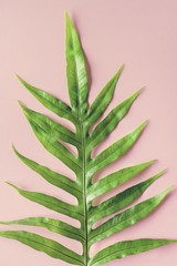 Tropical leaf on pink background
