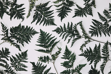 top view of fern leaves lying on white surface