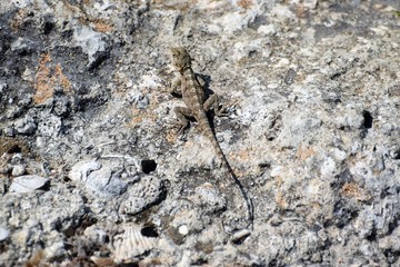 wild lizard Cyprus