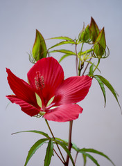Hibiscus coccineus, beautiful bright red flower, aka scarlet rosemallow, Texas star, brilliant hibiscus, and scarlet hibiscus.