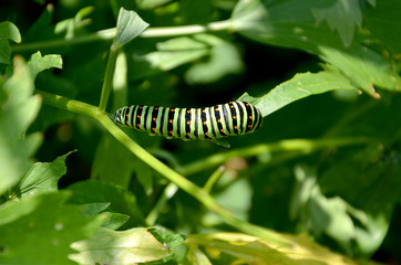 Schwalbenschwanz, Raupe 