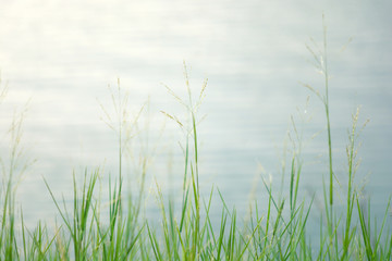 Meadow grass on river background