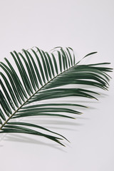 close-up shot of palm branch over white surface