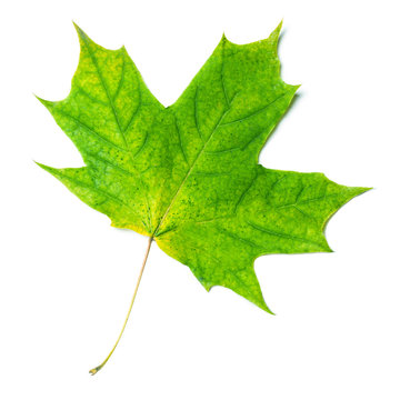 Autumn leaf. Green Autumn maple leaf isolated on a white background, close up. .