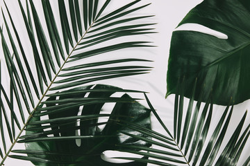 green palm and monstera leaves on white surface © LIGHTFIELD STUDIOS