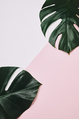 top view of green monstera leaves on pink surface © LIGHTFIELD STUDIOS