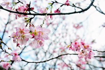 Pink Cherry blossom or the sakura flower in spring season with Beautiful Nature Background at Taiwan,  Cherry blossom or sakura branch