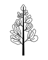 pine tree plant isolated icon