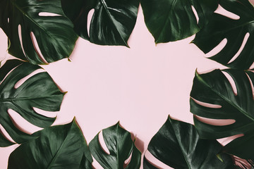 top view of monstera leaves frame on pink surface © LIGHTFIELD STUDIOS