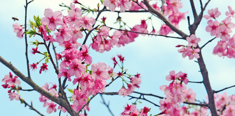 Pink Cherry blossom or the sakura flower in spring season with Beautiful Nature Background at Taiwan,  Cherry blossom or sakura branch