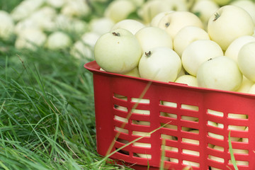 Fresh organic summer apples in a plastic garden box.