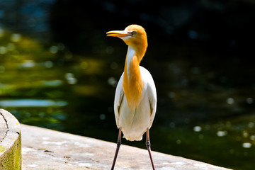 Close up view of The cattle egret (Bubulcus ibis) is a cosmopolitan species of heron (family Ardeidae) found in the tropics, subtropics and warm temperate zones.