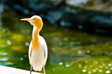 Close up view of The cattle egret (Bubulcus ibis) is a cosmopolitan species of heron (family...