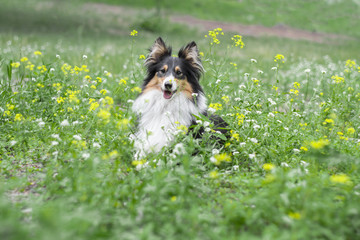 cute tricolor sheltie (shetland sheepdog) in grass and flowers