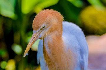 Close up view of The cattle egret (Bubulcus ibis) is a cosmopolitan species of heron (family Ardeidae) found in the tropics, subtropics and warm temperate zones.
