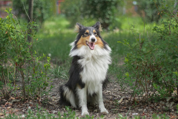 portrait of cute tricolor shetland sheepdog