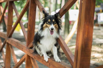 cute tricolor sheltie is sitting on the wood fence