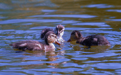 small ducklings  in the water