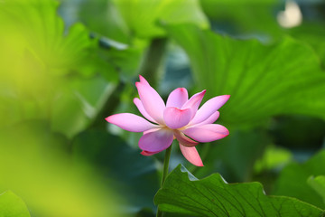 The lotus blooms in the river