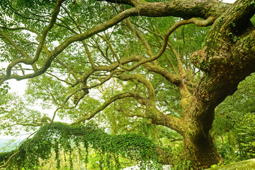 Obraz premium A big beautiful green branches tree