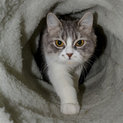 gatto persiano nel tunnel