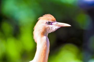 Close up view of The cattle egret (Bubulcus ibis) is a cosmopolitan species of heron (family Ardeidae) found in the tropics, subtropics and warm temperate zones.