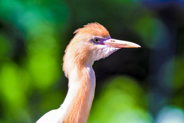 Close up view of The cattle egret (Bubulcus ibis) is a cosmopolitan species of heron (family Ardeidae) found in the tropics, subtropics and warm temperate zones.