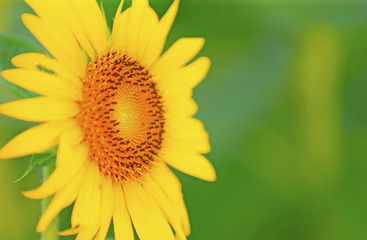 A sunflower in full bloom, outside