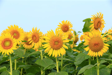 A sunflower in full bloom, outside