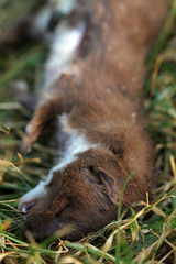 Wiesel Mauswiesel Marder