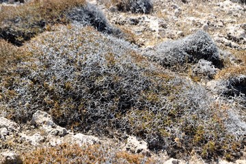wild Mediterranean oregano