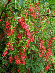 Barberry Bush with red fruits on a green branch.