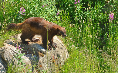 Wolverine (wolverene), Gulo gulo, among tall grass