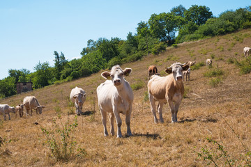 A herd of cows on the pasture on the summertime