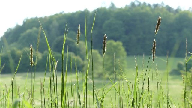 A field of untouched nature. A view of the clearing with trees and grass. Forest on the mountain. Glade with greenery.