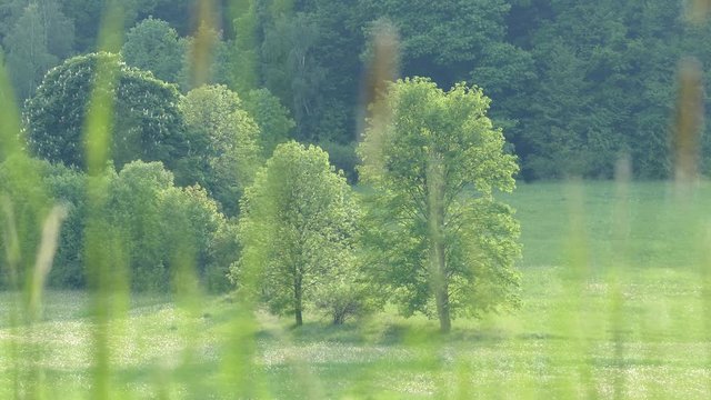 A field of untouched nature. A view of the clearing with trees and grass. Forest on the mountain. Glade with greenery.
