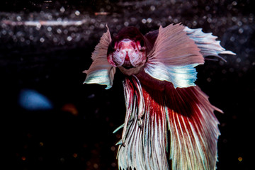 Fighting fish