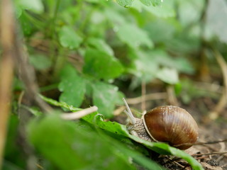 Polonne / Ukraine - July 30 2018: snail in the forest